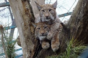 Харьковский зоопарк вновь доступен для посещения посетителями 15 Харьковский зоопарк открыт для посещения