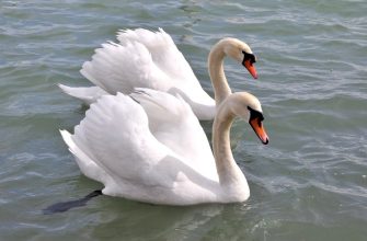 Лебеди вернулись в Центральный парк Харькова