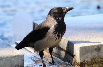 Возможно, что птицы могут разносить мины