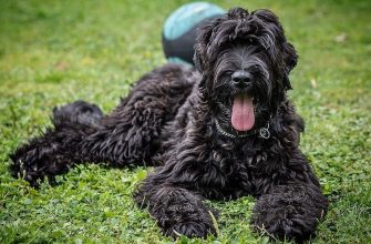 Псу, пострадавшему от обстрелов, в Харькове установили биоинтегрированный протез 24 В Харькове ветеринары поставили биоинтегрированный протез собаке