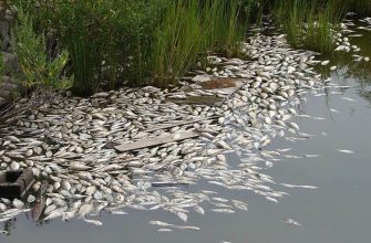 Массовая гибель рыбы на реке Днепр, вызванная подрывом дамбы Каховской ГЭС 23 Массовая гибель рыбы на реке Днепр, вызванная подрывом дамбы Каховской ГЭС