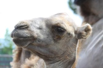 Верблюдица с верблюжонком были возвращены в экопарк в Харькове