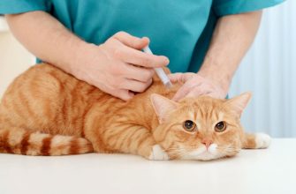 Владельцы частных домов имеют возможность вакцинировать своих домашних животных против бешенства