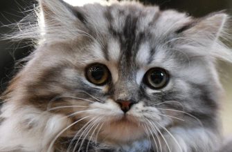 Кошкам с фронта в Харькове предоставлен контактный центр для общения с людьми, так как им необходимо человеческое внимание и общение 28 В Харькове функционирует контактный центр с котами, которые были эвакуированы с передовой