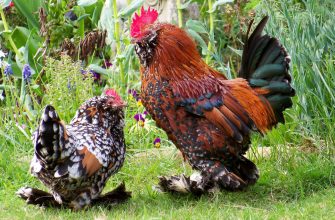 В Харьковском экопарке теперь можно увидеть необычных экзотических птиц